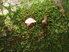 Mycena roseilignicola