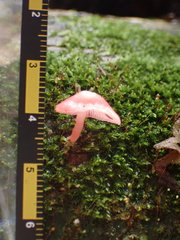 Mycena roseilignicola
