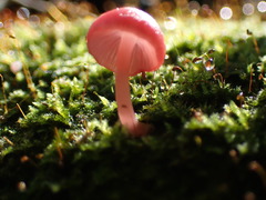 Mycena roseilignicola