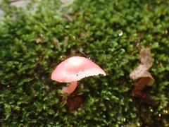 Mycena roseilignicola