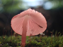 Mycena roseilignicola