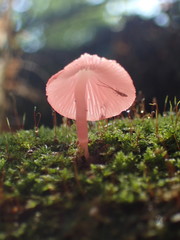 Mycena roseilignicola