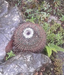 Mammillaria orcuttii
