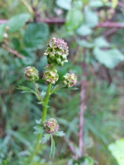 Sanguisorba verrucosa
