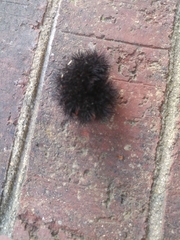 Hypercompe scribonia