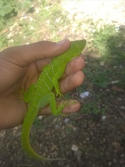 Anolis garmani