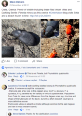 Phymatiotris quadricollis