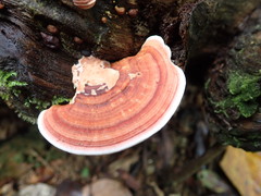 Trametes modesta