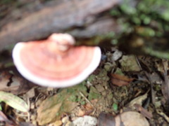 Trametes modesta
