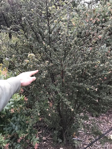 Ceanothus papillosus
