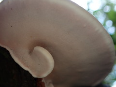 Trametes modesta