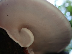 Trametes modesta