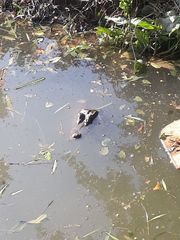 Caiman crocodilus fuscus