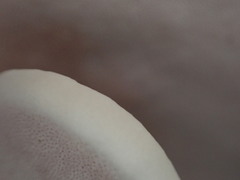 Trametes modesta
