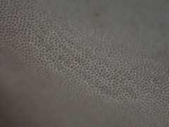 Trametes modesta