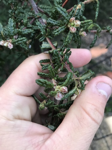 Ceanothus papillosus