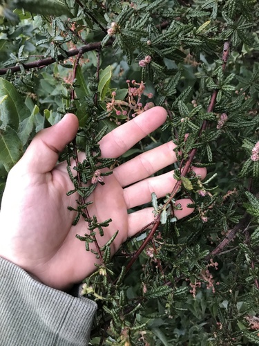 Ceanothus papillosus