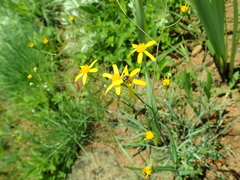 Senecio bupleuroides