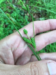 Carex caroliniana