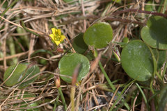 Liparophyllum exiguum