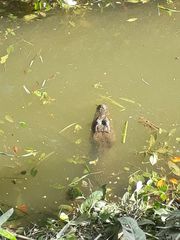 Caiman crocodilus fuscus