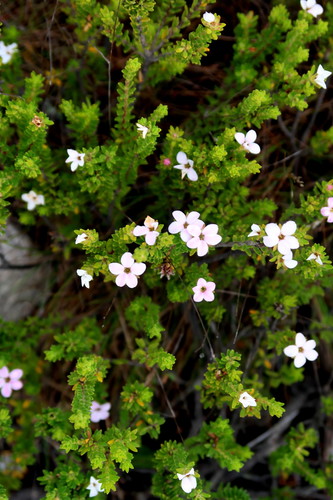 Image of Acmadenia rupicola by no rights reserved