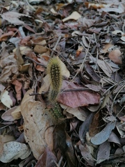 Acanthocereus hesperius