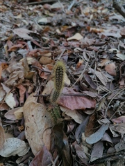 Acanthocereus hesperius