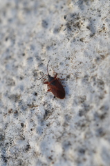 Gastrodes pacificus