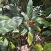 Aglaonema tricolor - Photo (c) Maria A. Villalobos H., some rights reserved (CC BY-NC), uploaded by Maria A. Villalobos H.