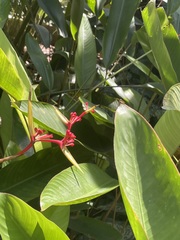 Heliconia richardiana