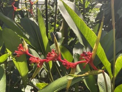 Heliconia richardiana