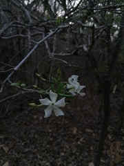 Tabernaemontana amygdalifolia