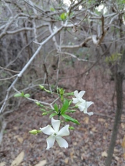 Tabernaemontana amygdalifolia