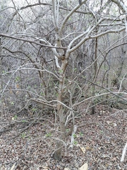 Tabernaemontana amygdalifolia