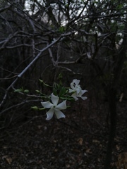 Tabernaemontana amygdalifolia