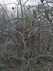 Tabernaemontana amygdalifolia