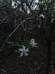 Tabernaemontana amygdalifolia