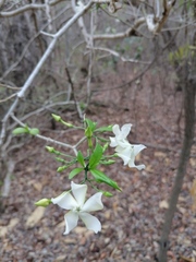 Tabernaemontana amygdalifolia