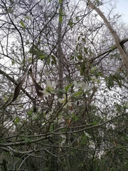 Tabernaemontana amygdalifolia
