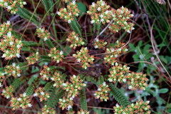 Crassula ericoides ericoides