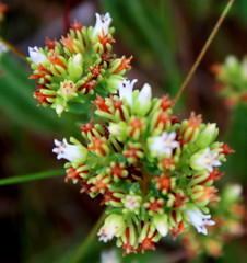 Crassula ericoides ericoides