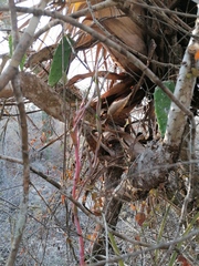 Tillandsia huamelulaensis