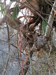 Tillandsia huamelulaensis