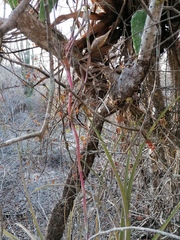 Tillandsia huamelulaensis