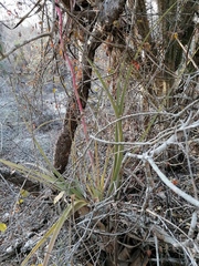 Tillandsia huamelulaensis