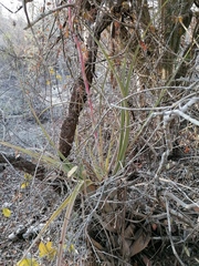 Tillandsia huamelulaensis