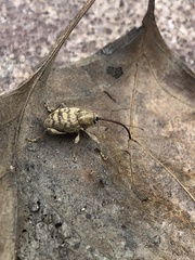 Curculio