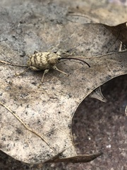 Curculio
