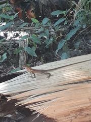 Anolis auratus